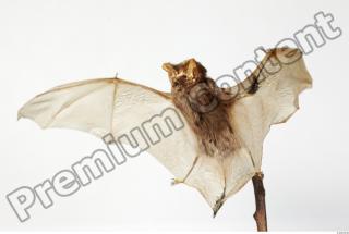 European Bat - Barbastella barbastellus 0014